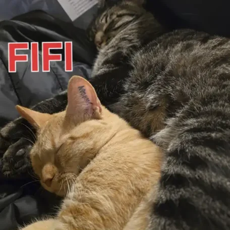 Fifi 1