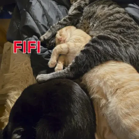 Fifi 3
