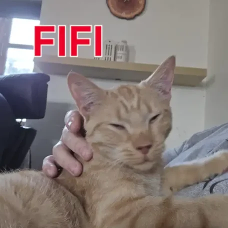 Fifi