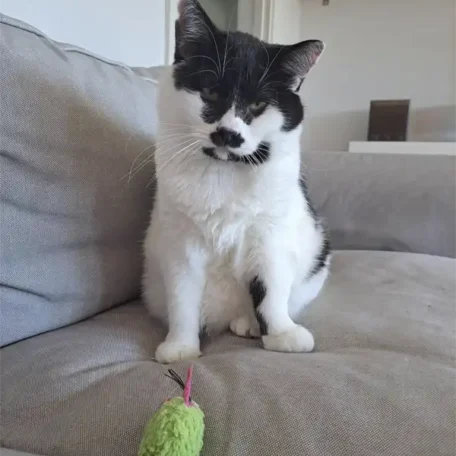 Freddie