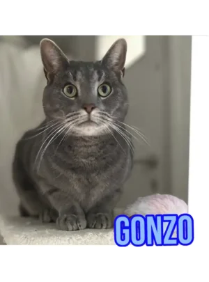 Gonzo