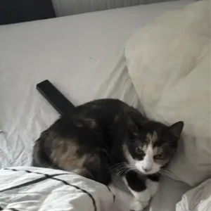 Lulu