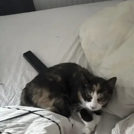 Lulu 2