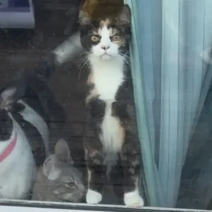 Lulu