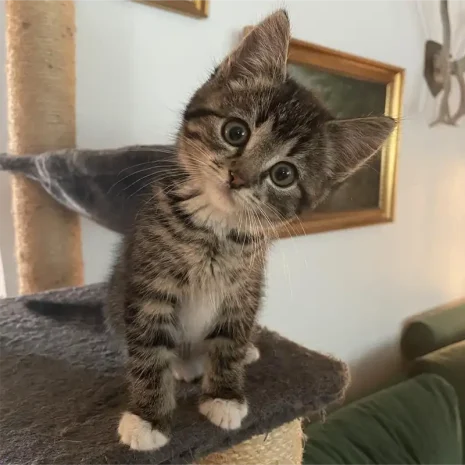 Front Adopter En Kat 1 Adopter En Kat